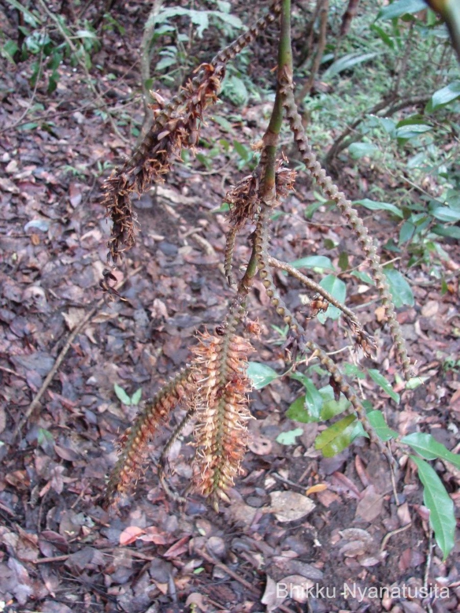 Calamus thwaitesii Becc.